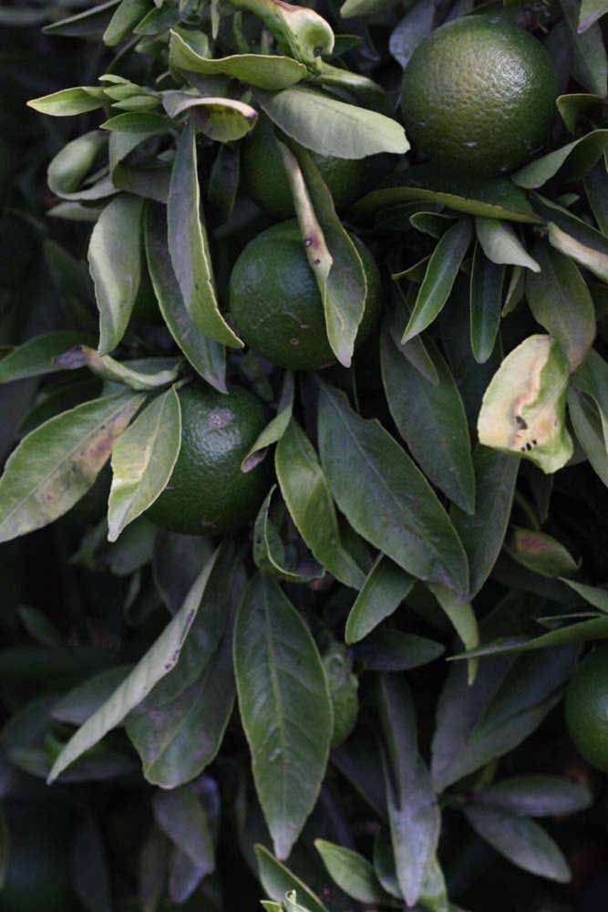              Shade leaves (Riverside, CA)       
